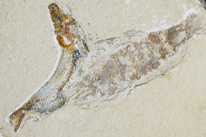 Cretaceous Fossil Fish (Gaudryella) and Shrimp - Hjoula, Lebanon #173131